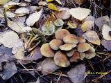 Ядовитые грибы Воронежской области